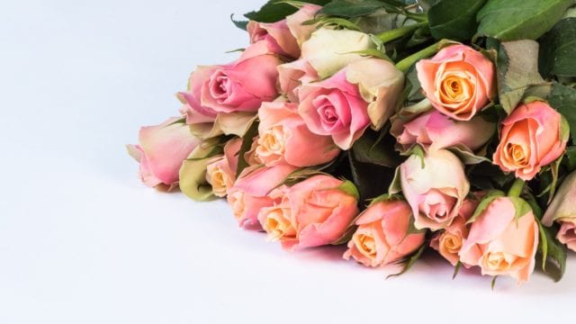 pink roses